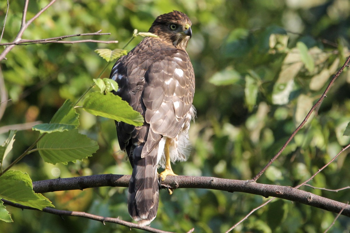 Cooper's Hawk - ML256560141