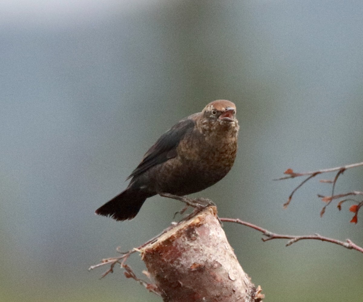 Rusty Blackbird - ML256560641