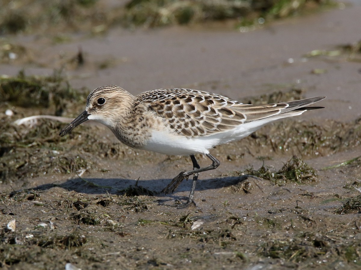 Baird's Sandpiper - ML256561501