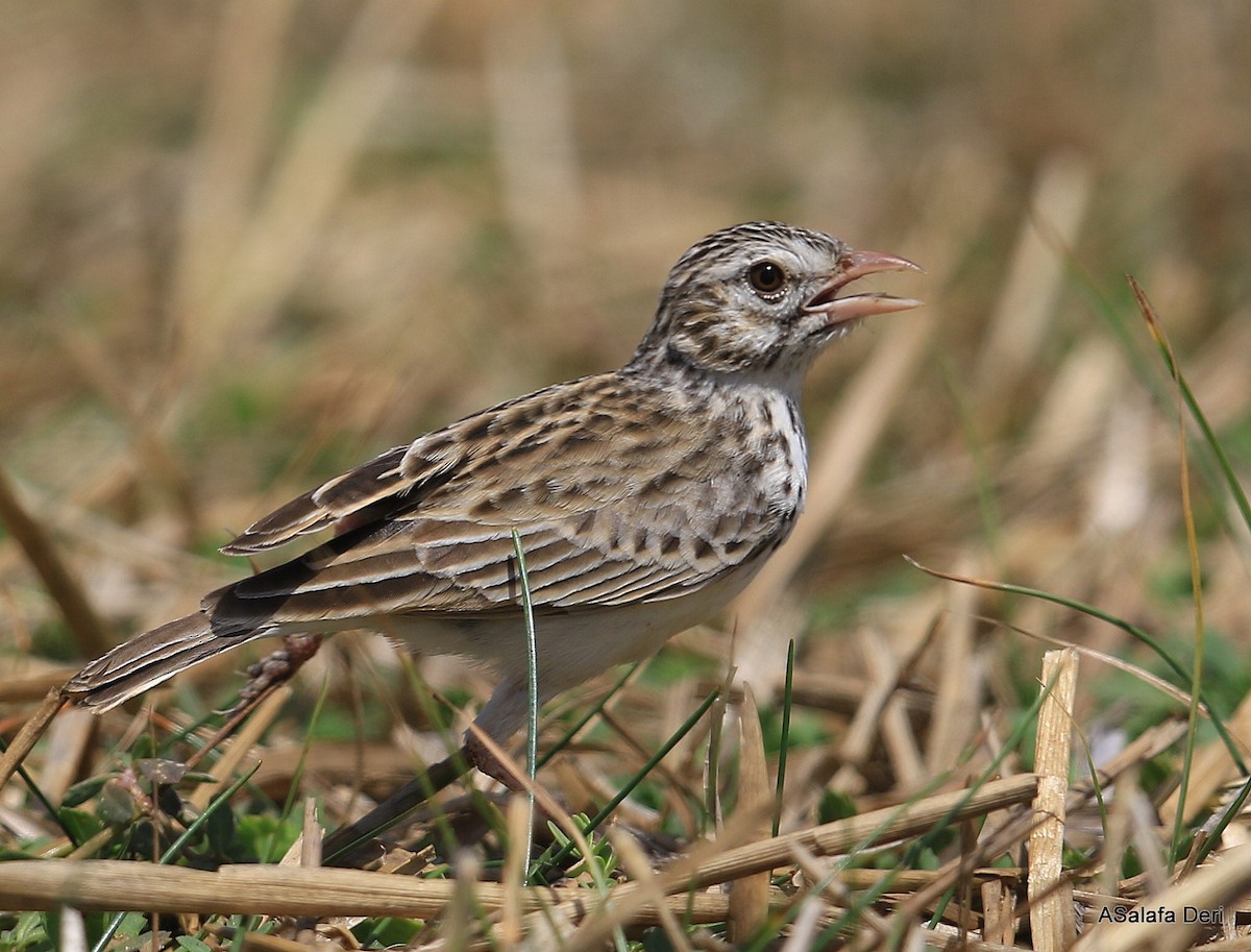 Madagascar Lark - ML256561981