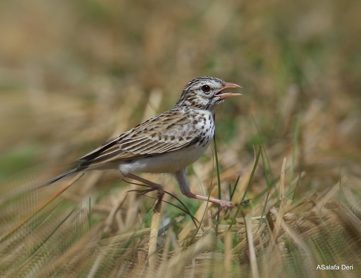 Madagascar Lark - ML256562221