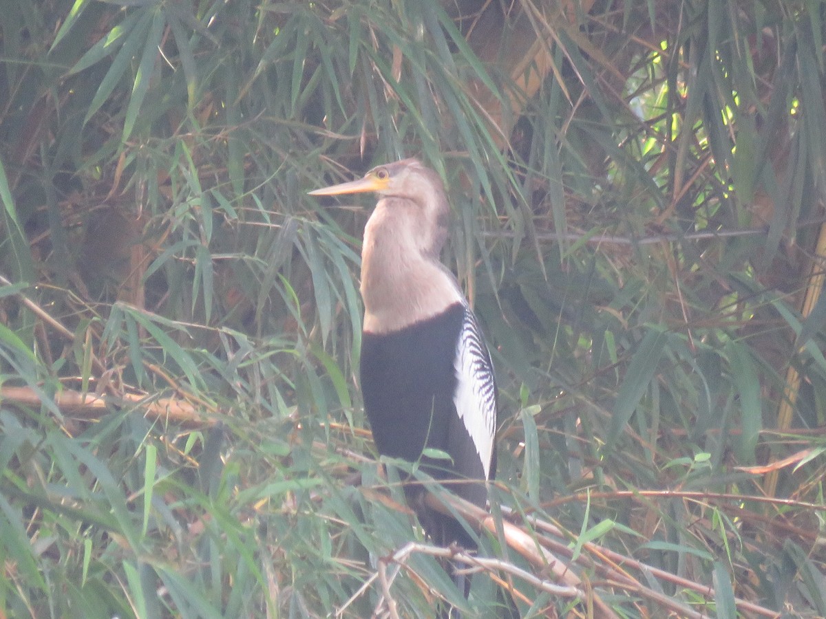 Anhinga - Romeu Gama