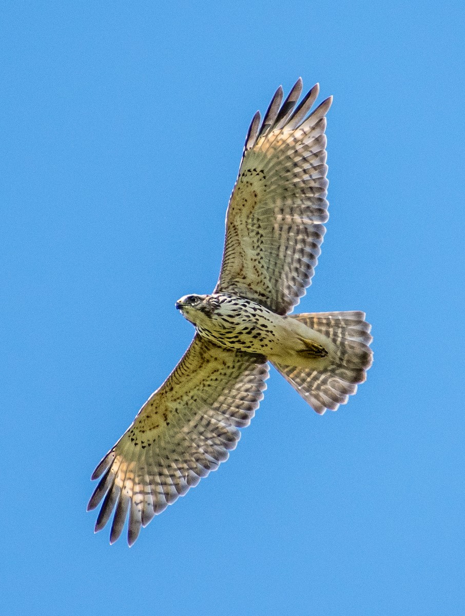 Red-shouldered Hawk - Susan Haberkorn