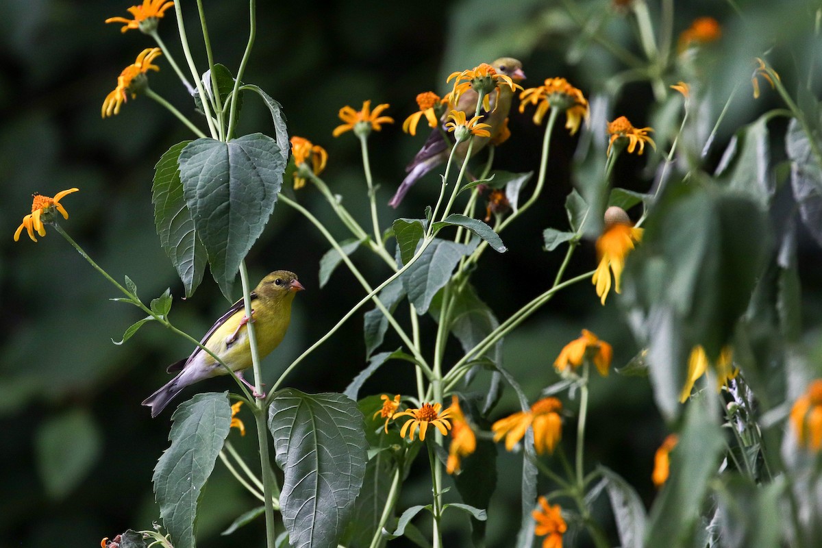 American Goldfinch - ML256566281