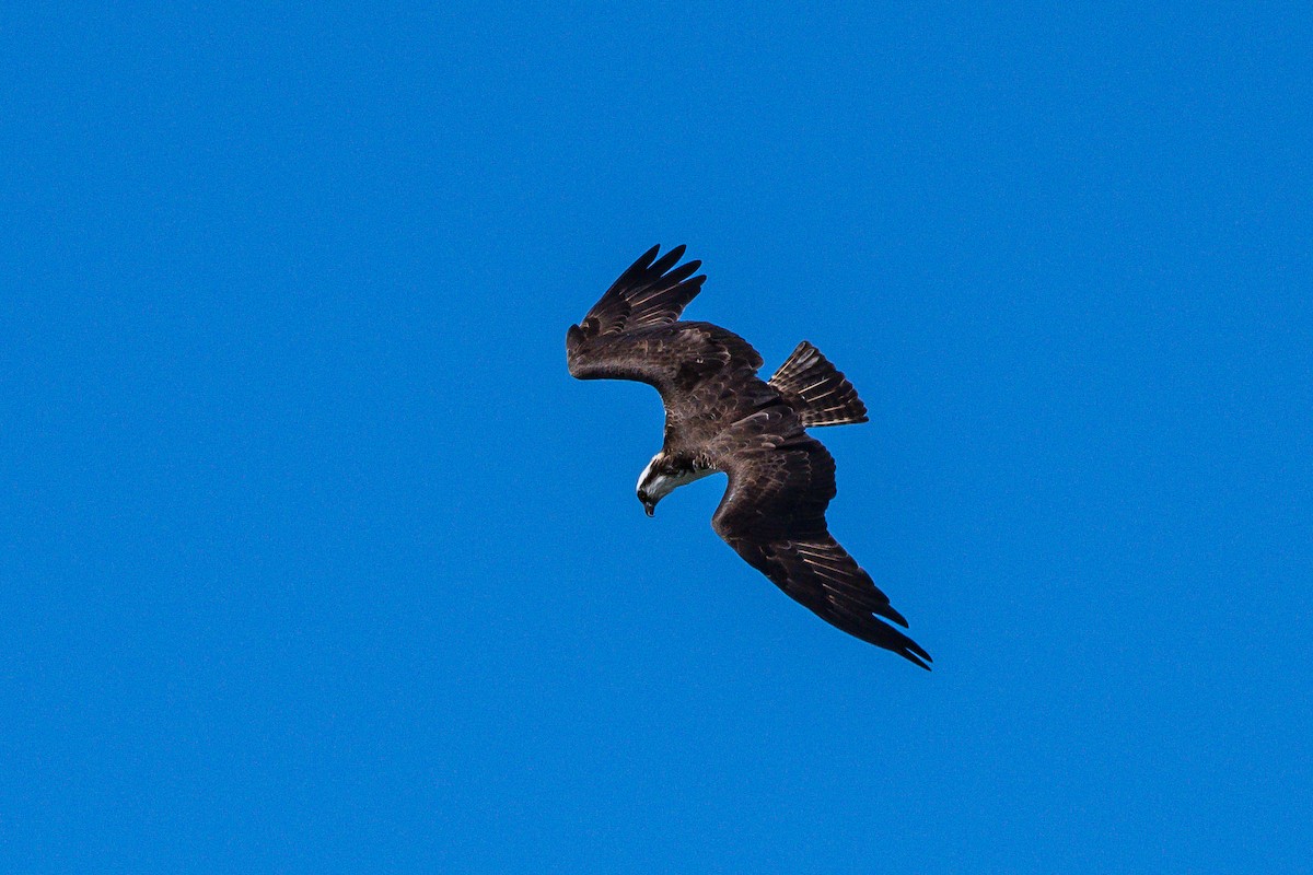 Osprey - Frank King