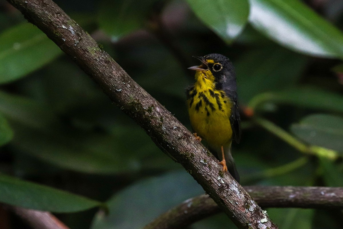 Canada Warbler - Martina Nordstrand