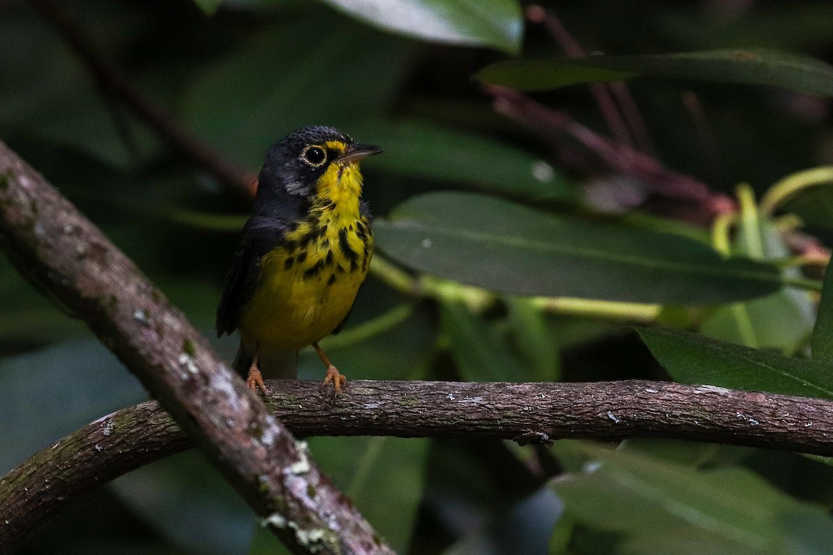 Canada Warbler - ML256567421