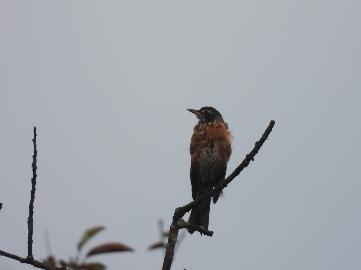 American Robin - ML256567451