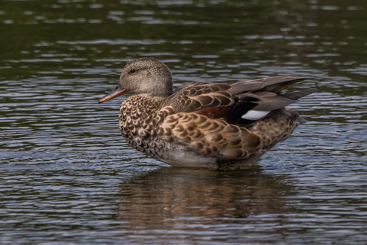 Gadwall - Frank King