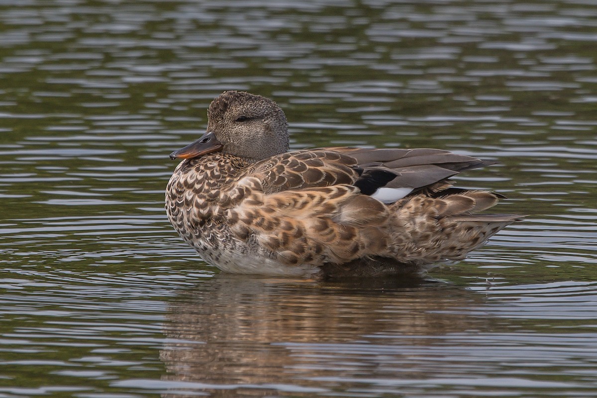 Gadwall - Frank King