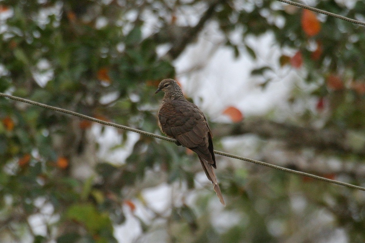 Tanimbar Cuckoo-Dove - ML256568021