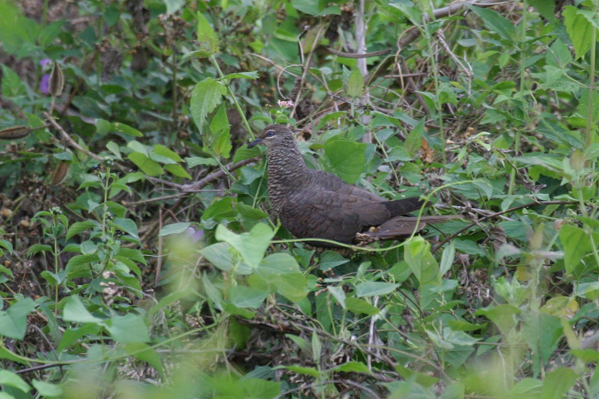 Tanimbar Cuckoo-Dove - ML256568041