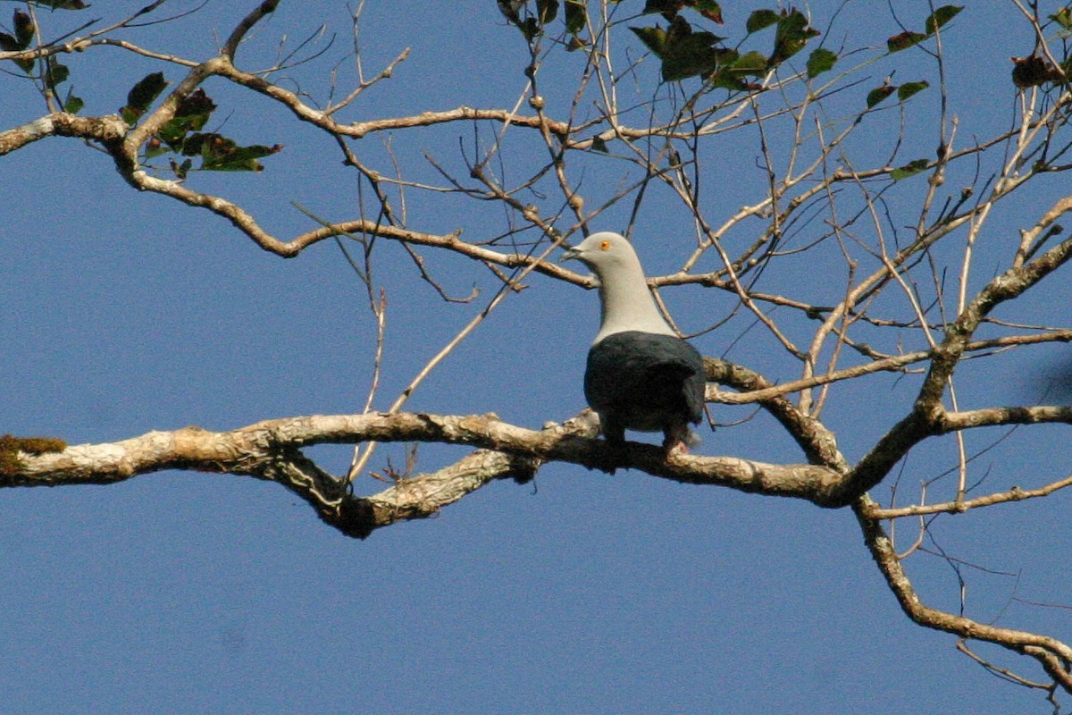 Elegant Imperial-Pigeon - ML256568141