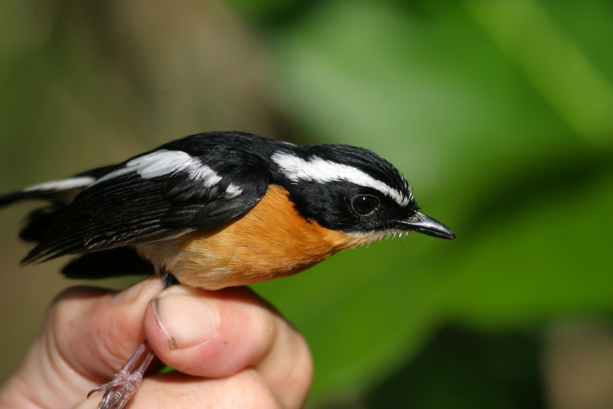 Tanimbar Flycatcher - ML256568581