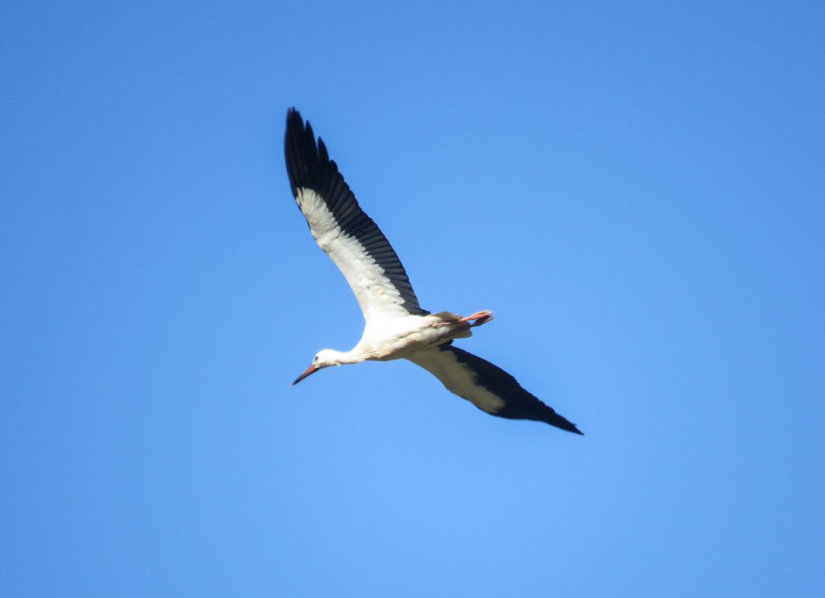 White Stork - ML256569031