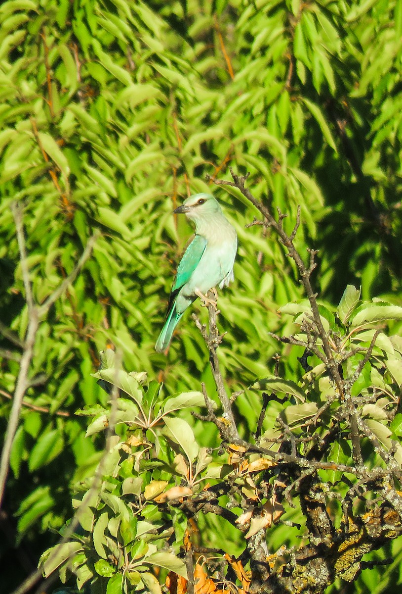 European Roller - ML256569581