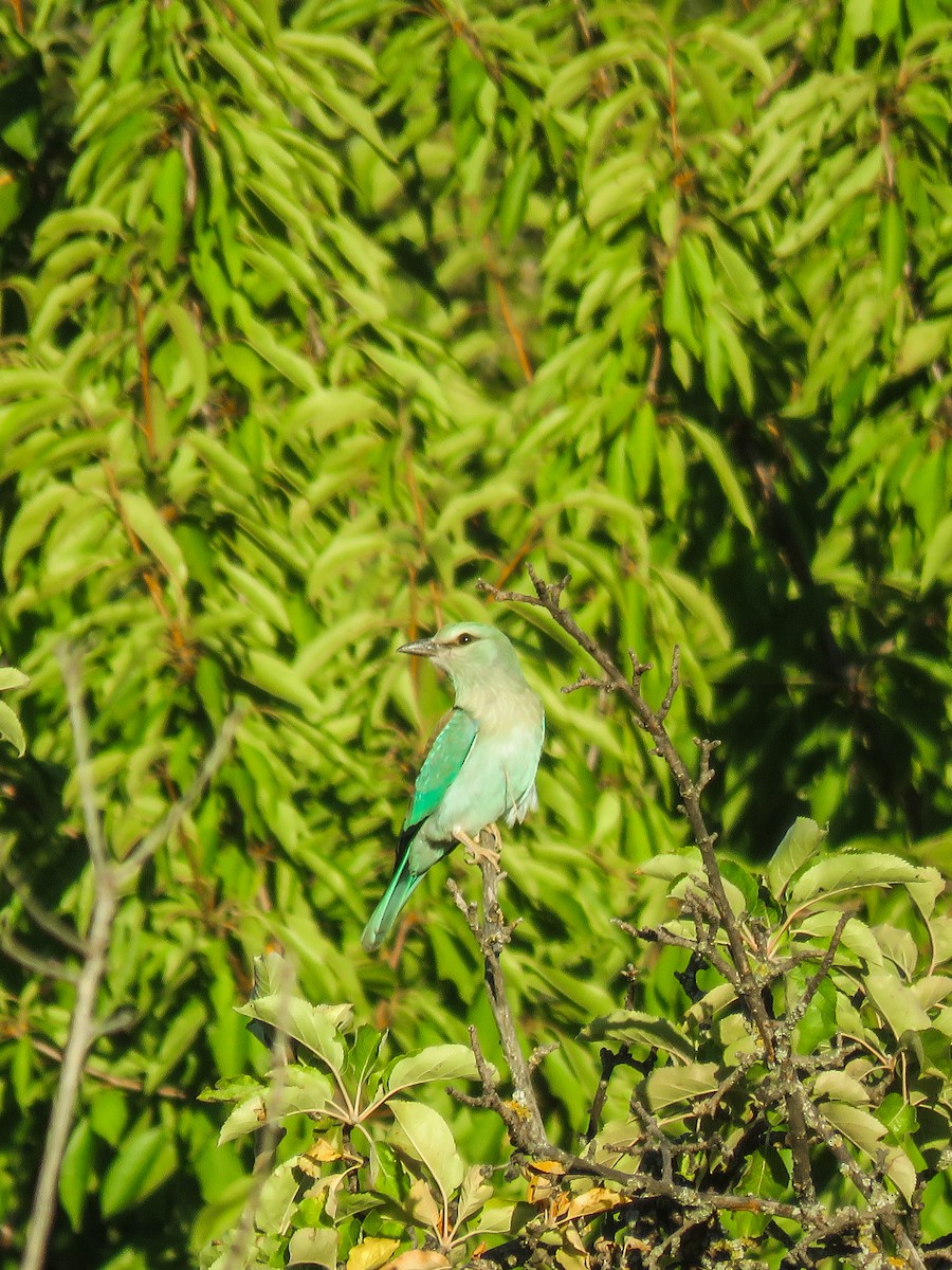 European Roller - ML256569641