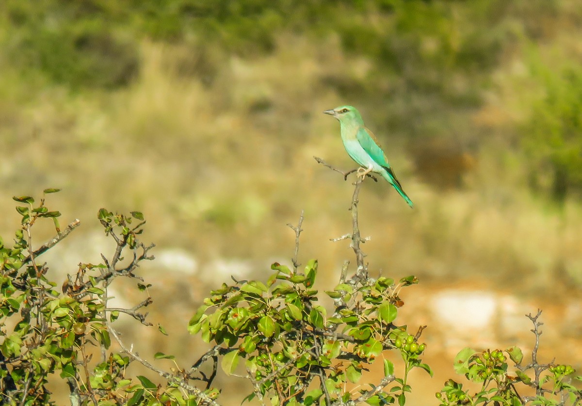 European Roller - ML256569791