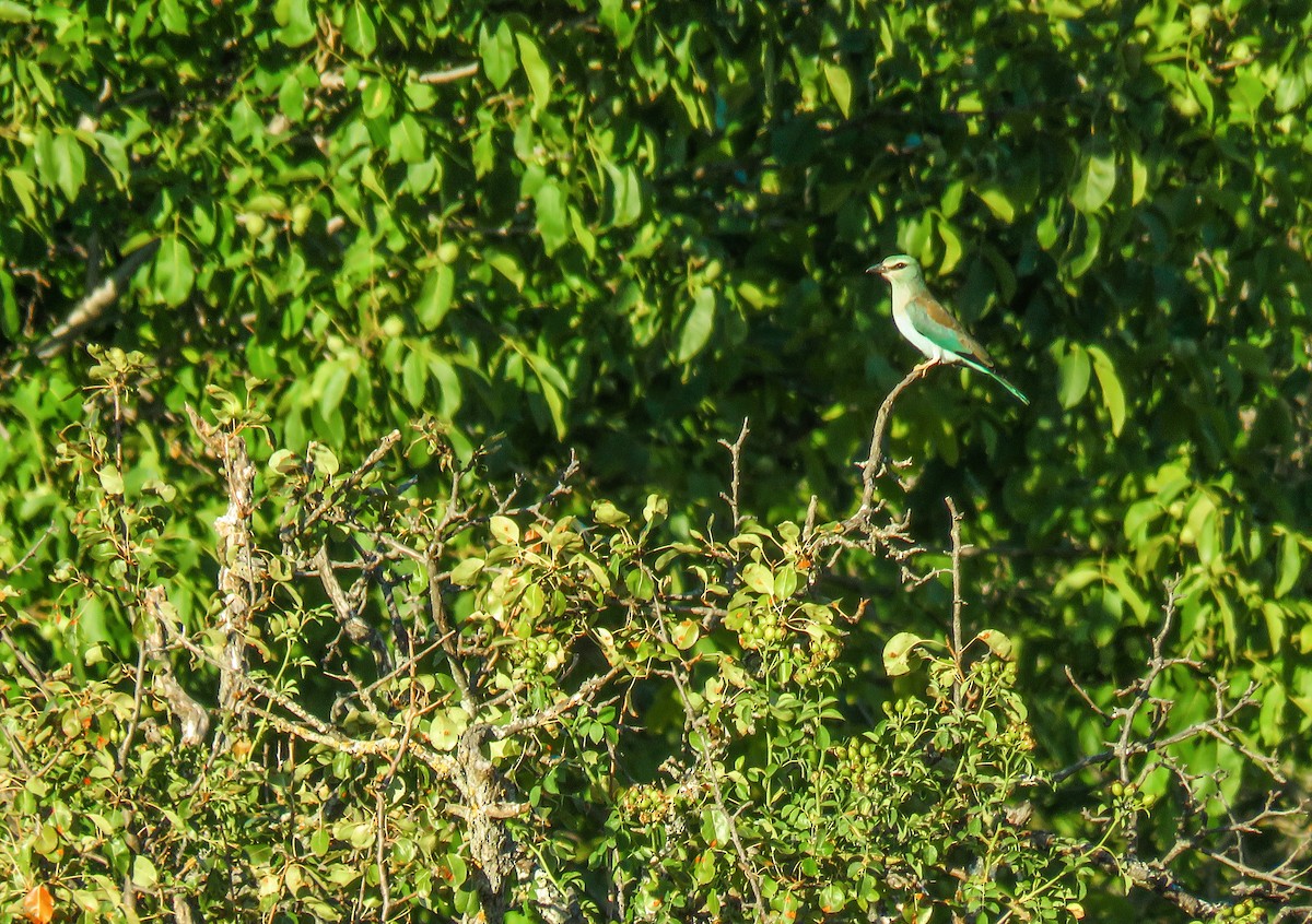 European Roller - ML256569981