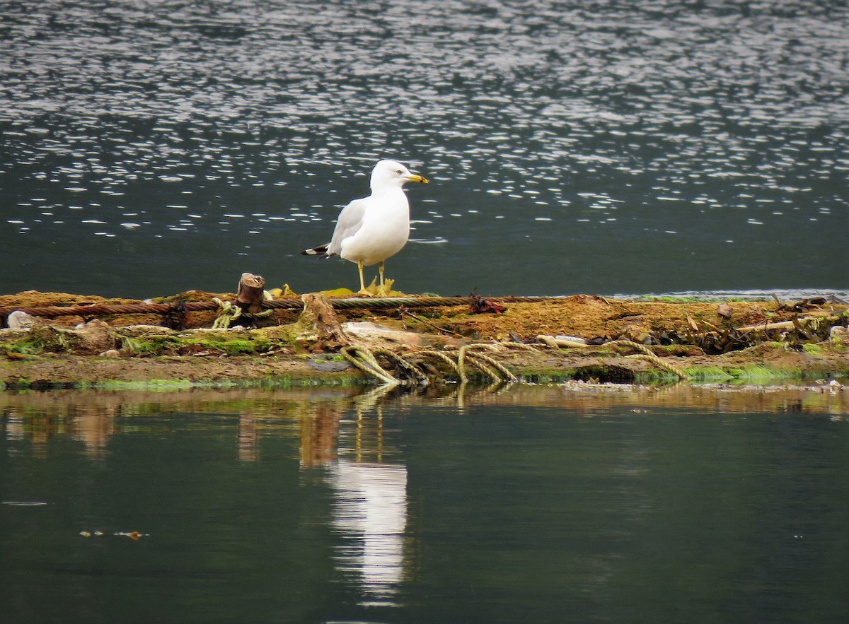 Ring-billed Gull - ML256571131