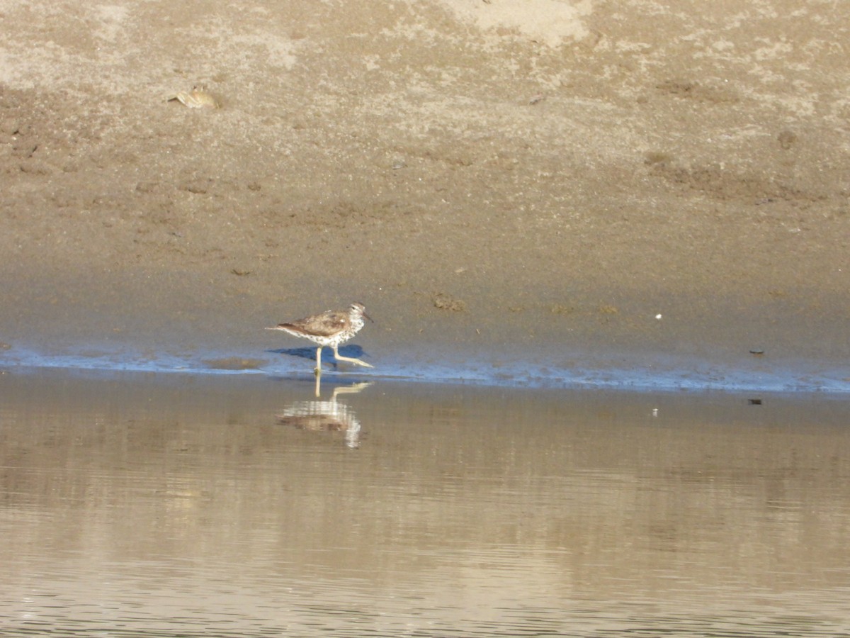 Spotted Sandpiper - ML256571571