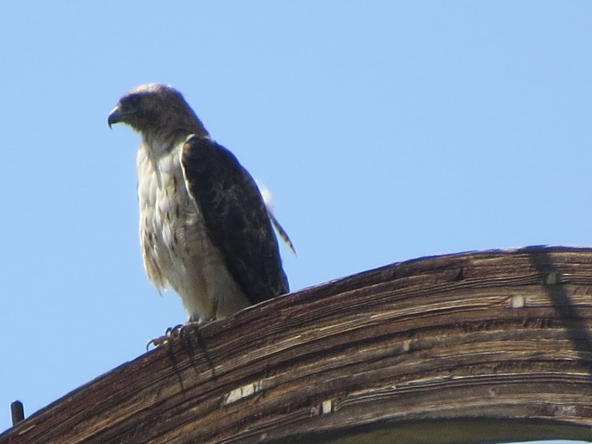 Red-tailed Hawk - ML256574081