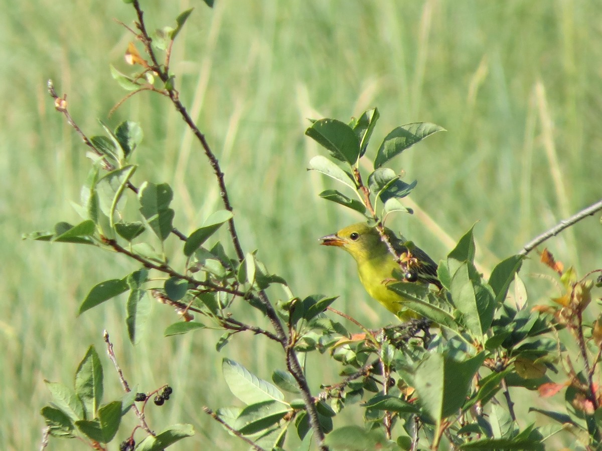 Western Tanager - ML256575031