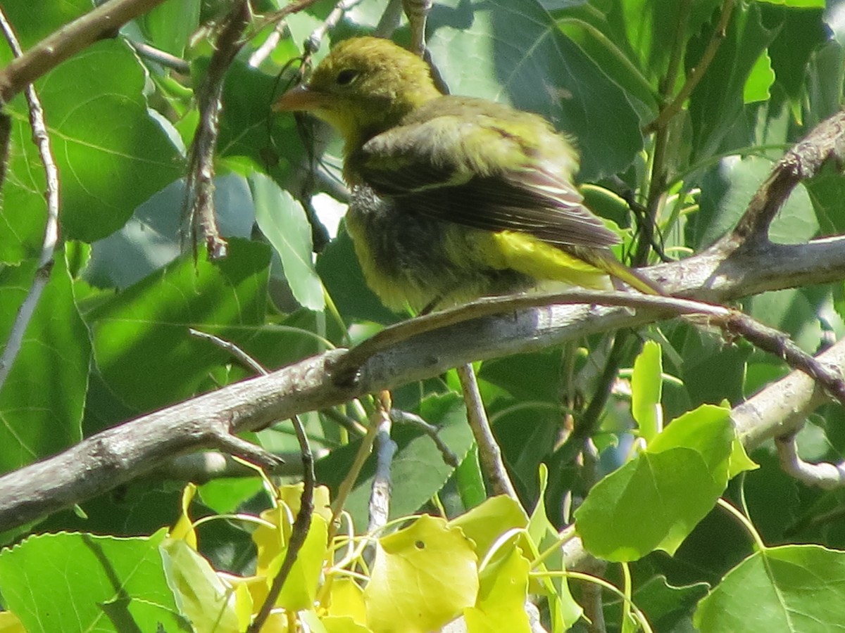 Western Tanager - ML256575041