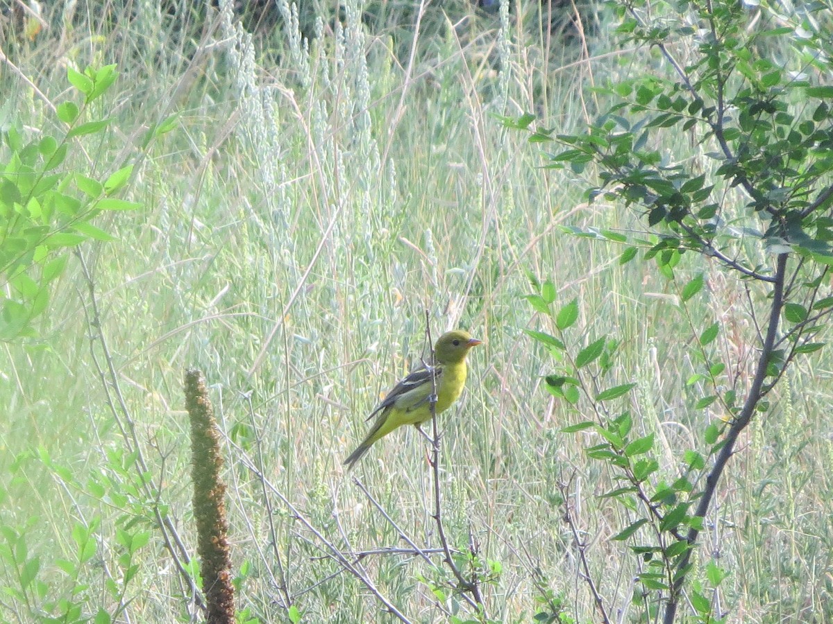 Western Tanager - ML256575591