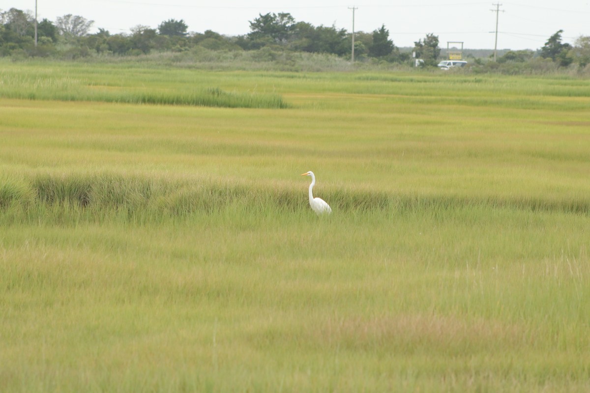 Great Egret - ML256577351