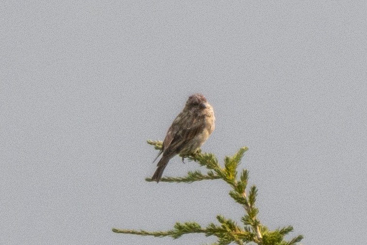 Cassin's Finch - Gerry Meenaghan