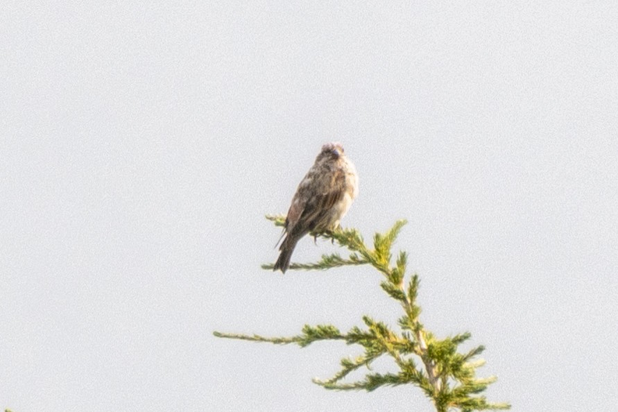 Cassin's Finch - Gerry Meenaghan