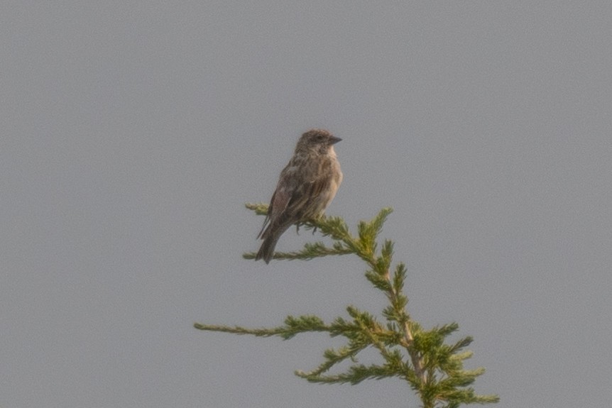 Cassin's Finch - ML256579091