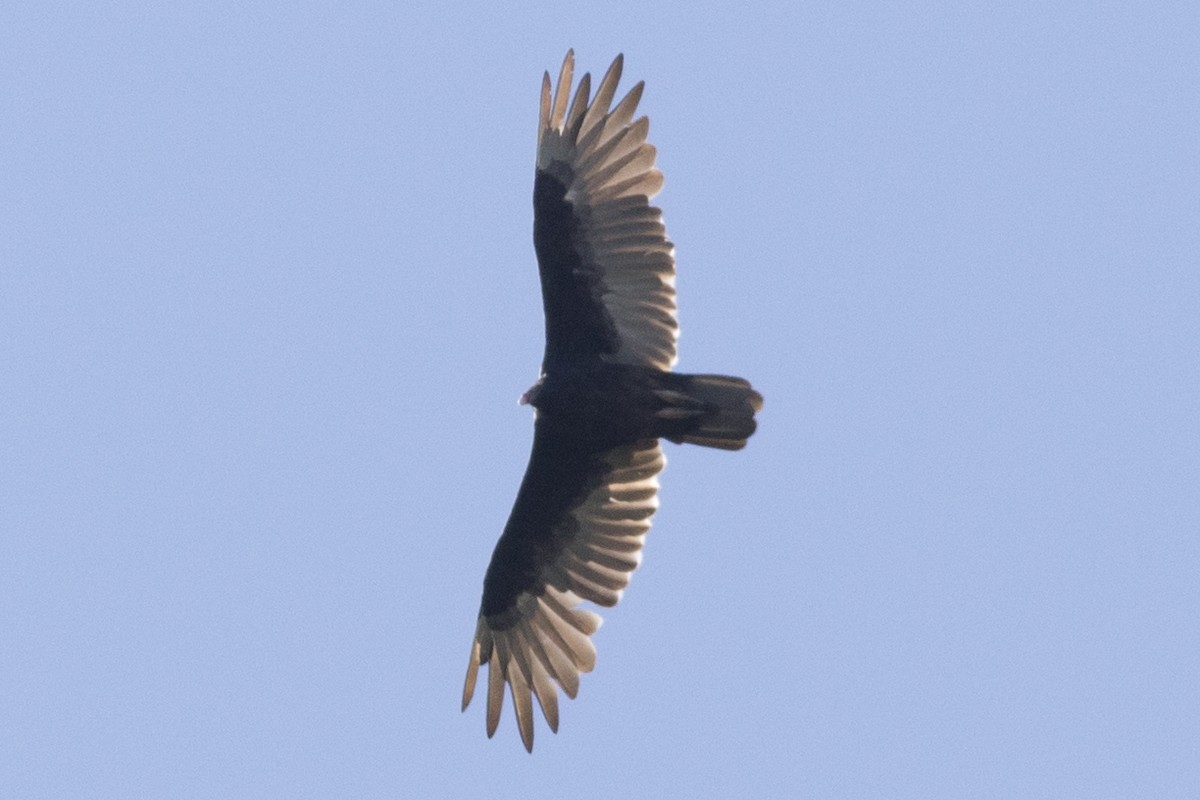 Turkey Vulture - ML256581171