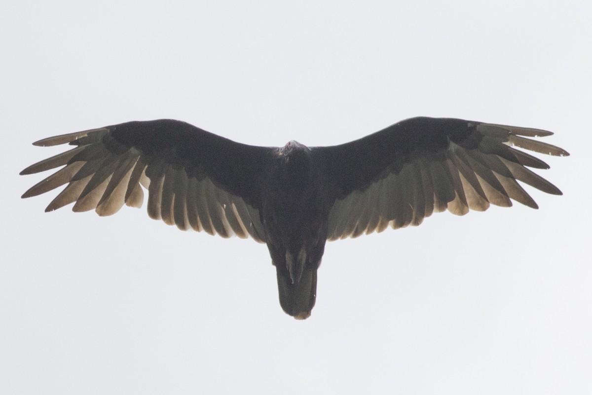 Turkey Vulture - ML256581811