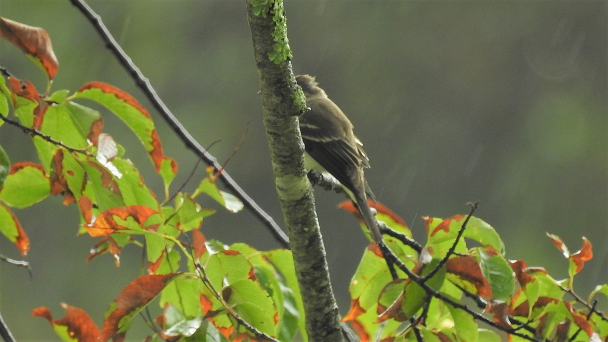 Eastern Phoebe - ML256582011