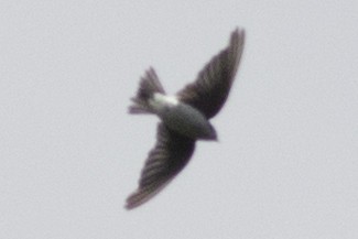 Tree Swallow - ML256582041