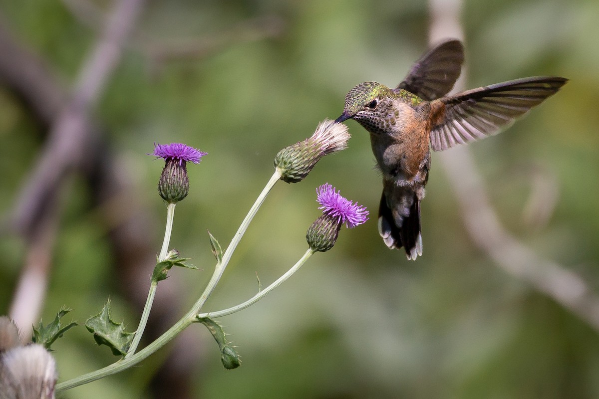 Colibri à queue large - ML256583681