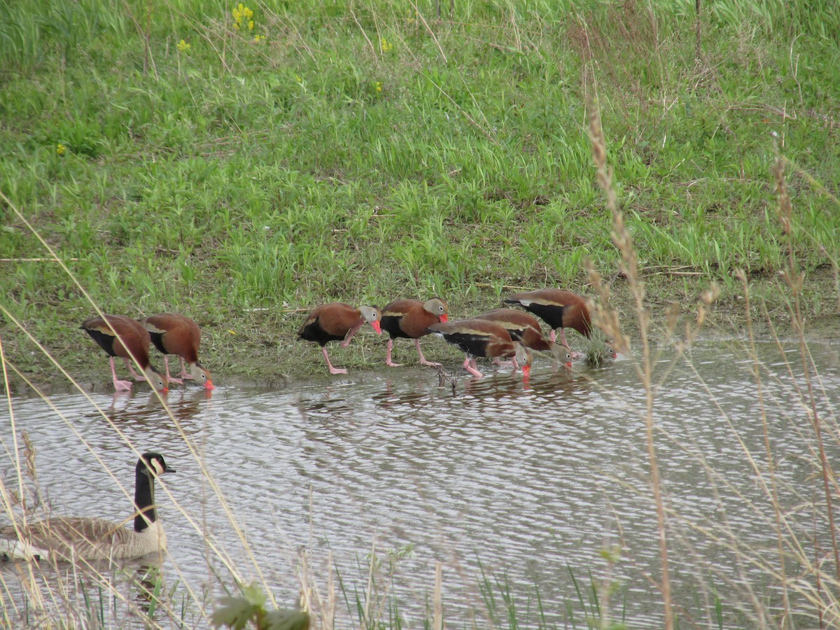 Black-bellied Whistling-Duck - Ryan Lesniewicz