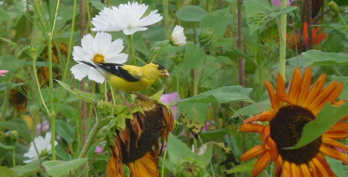American Goldfinch - ML256585251