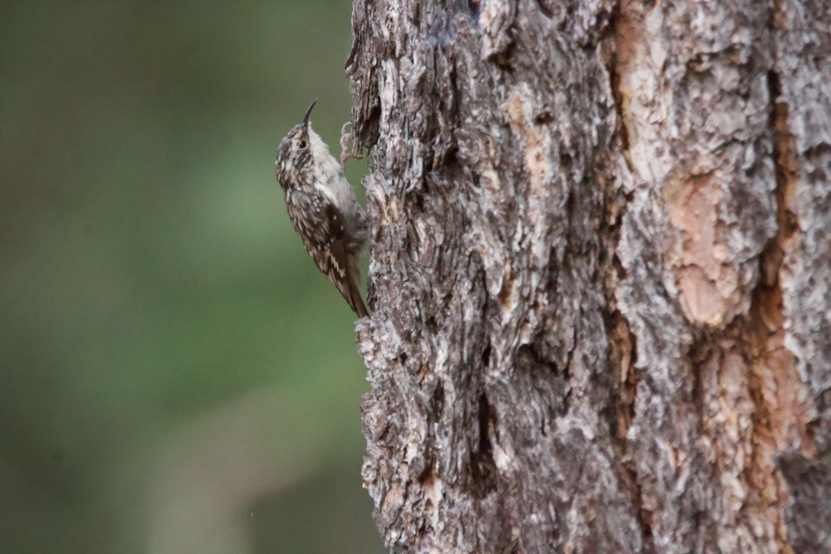 Brown Creeper - Kim Score