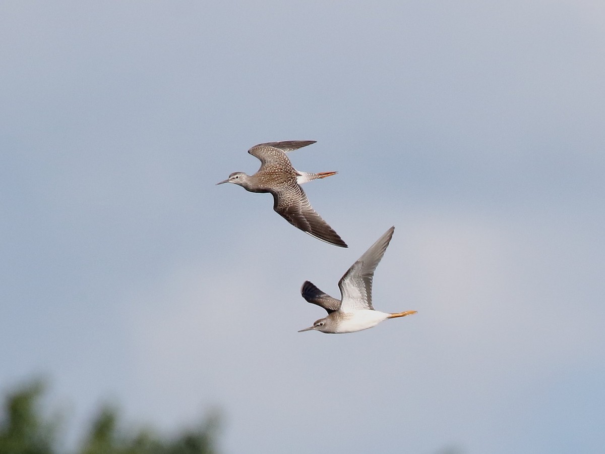 Lesser Yellowlegs - Brad Carlson