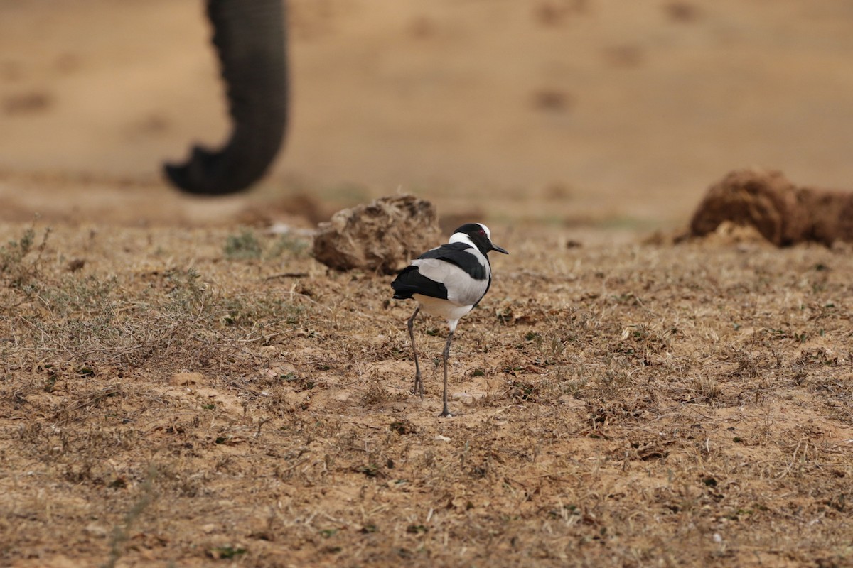 Blacksmith Lapwing - ML256587951