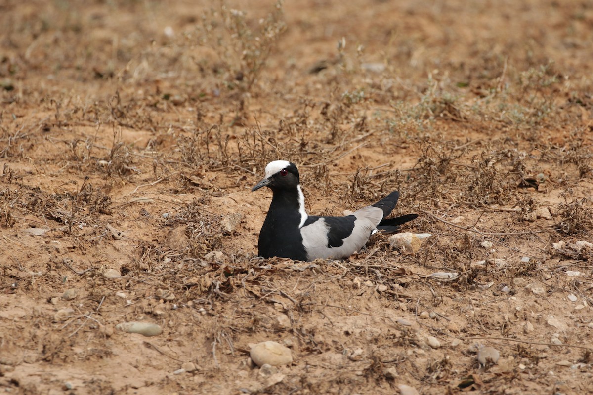 Blacksmith Lapwing - ML256587971