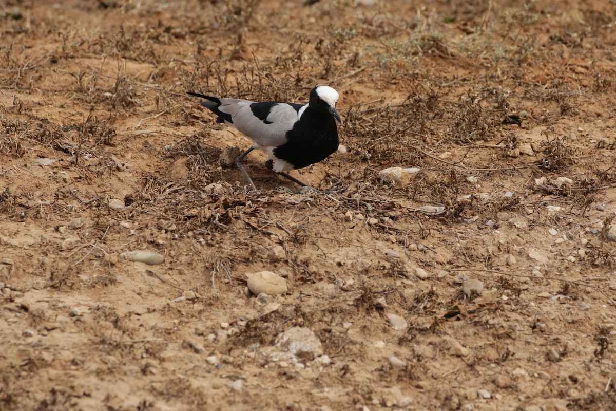 Blacksmith Lapwing - ML256587981