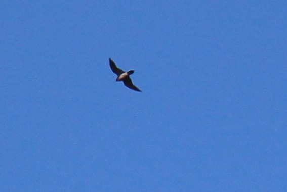 Gökdoğan - ML256588841