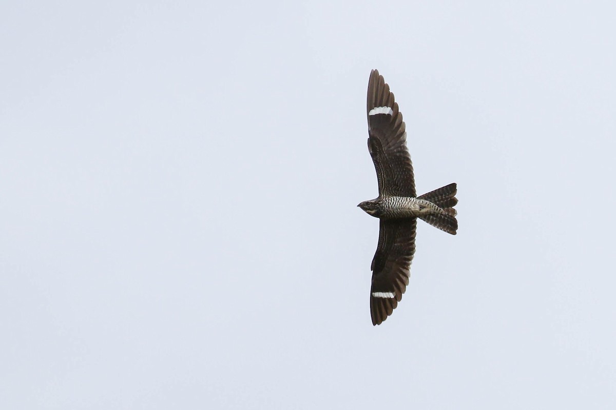 Common Nighthawk - Allen Schenck