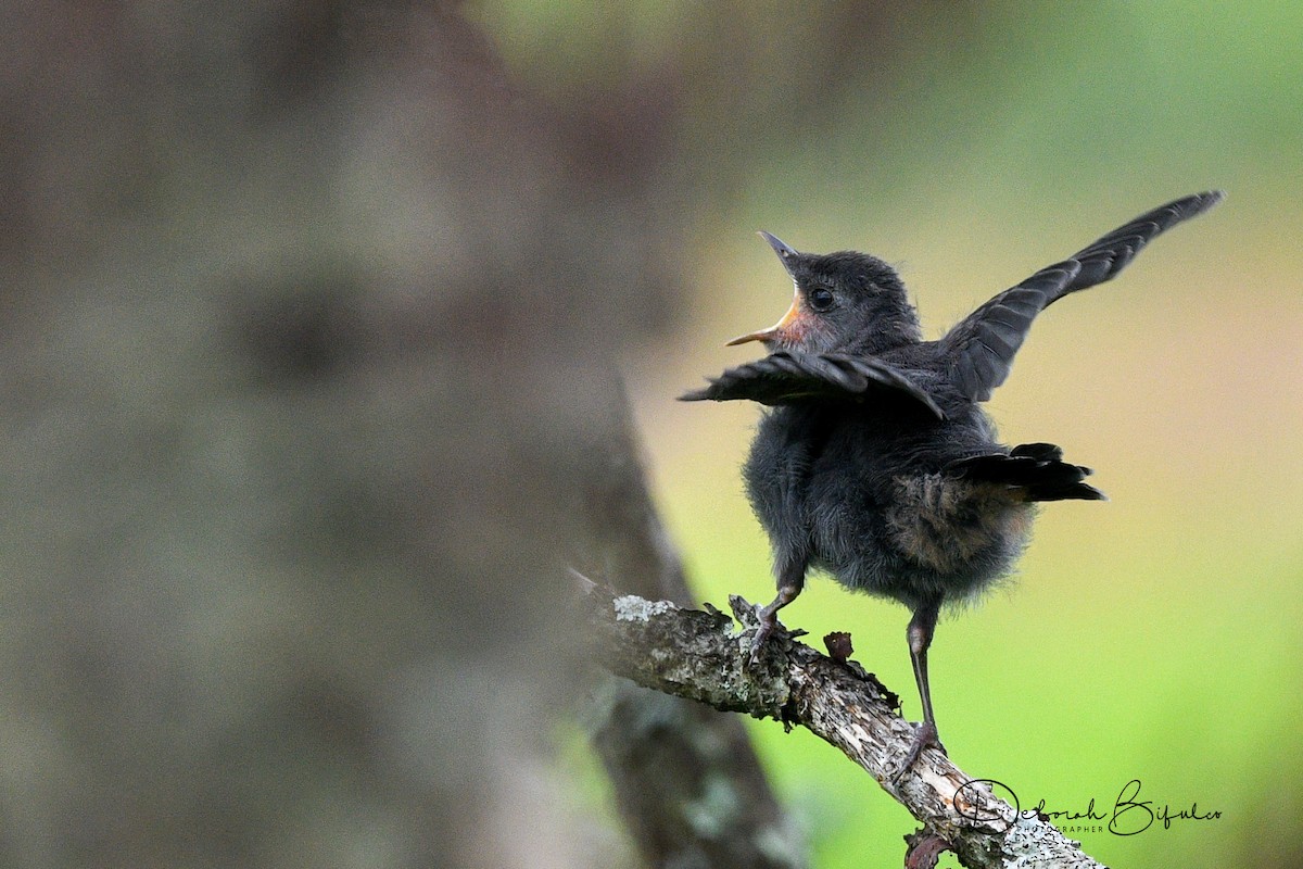 Gray Catbird - Deborah Bifulco