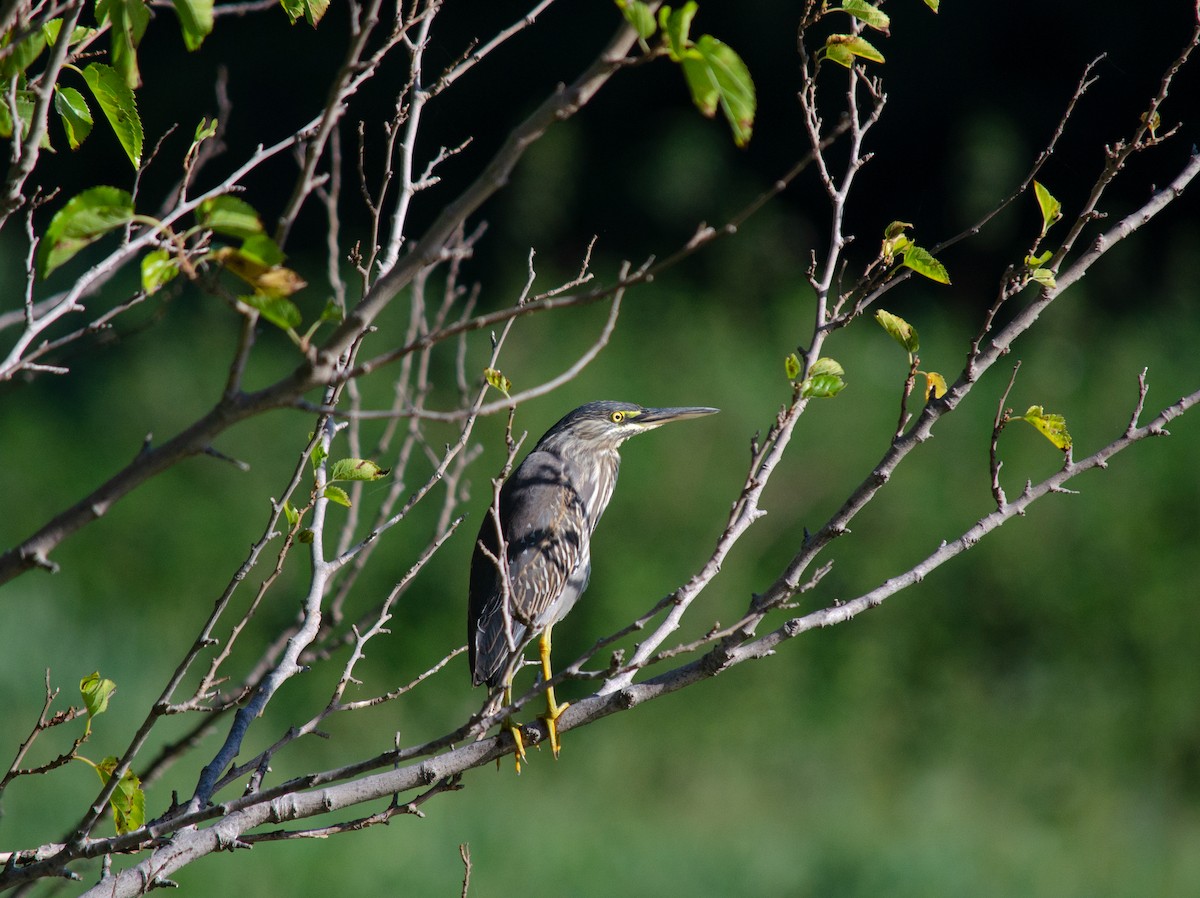 Striated Heron - ML256592811