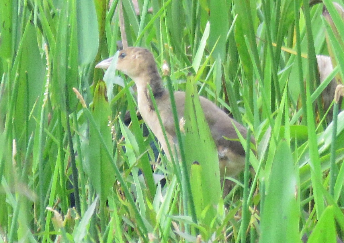 Purple Gallinule - Robert Winter